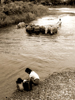 Laos . Vang Vieng . Water Buffalo 1