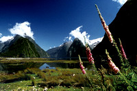 New Zealand . Milford Sound . Film based slide image .