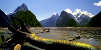New Zealand . Milford Sound . Driftwood .  Film based slide image .