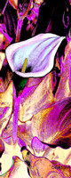 LILLY A
